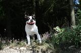 BOSTON TERRIER 144
